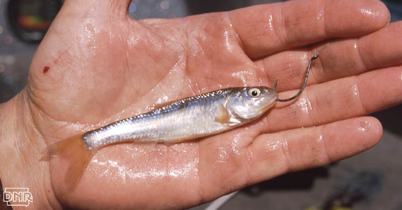 Know which kinds of bait are legal when fishing in Iowa | Iowa DNR